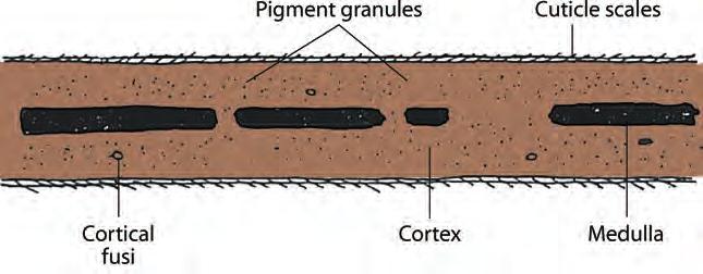 The cortex is made up of keratin molecules aligned parallel to the length of the shaft (see Figure 5.5). keratin: a tough protein polymer made up of about 20 different amino acids.