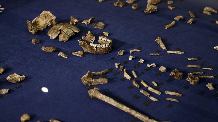 Fossils in African cave reveal extinct, previously unknown human ancestor By Washington Post, adapted by Newsela staff on 09.16.