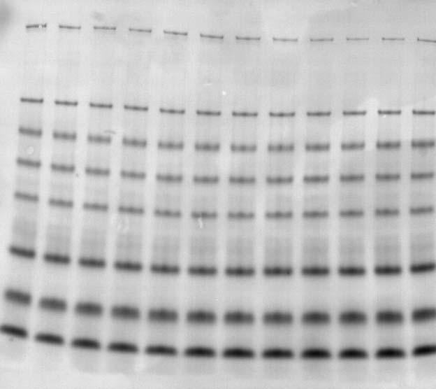 Expected Results, Continued Mini Gel Results Using Nitrocellulose SeeBlue Plus2 Pre-Stained Protein Standard (5 µl) was electrophoresed on a NuPAGE Novex 4-12% Bis-Tris Mini Gel.