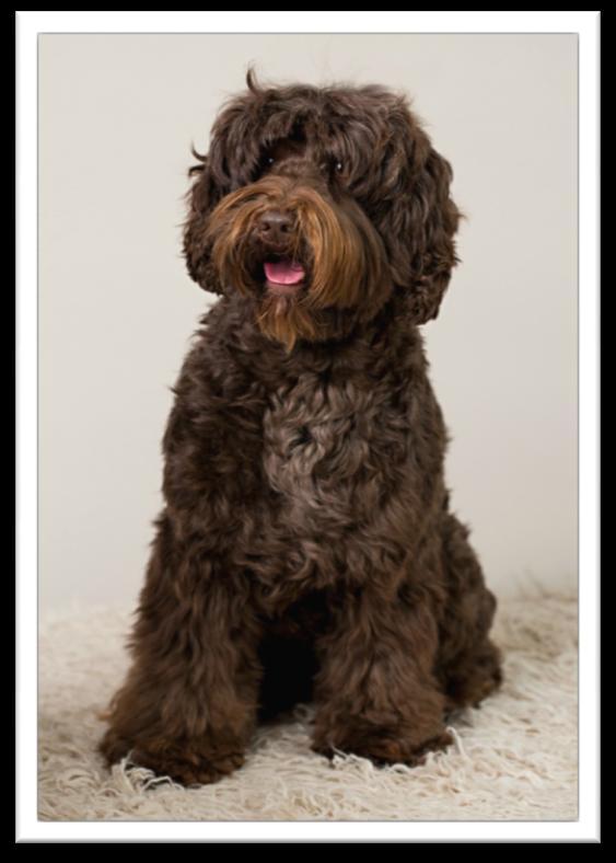 Australian Labradoodle Grooming Australian Labradoodle Background: The true Australian Labradoodle is much more than a Lab x Poodle mix.