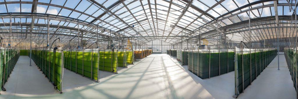 Photosynthetic field Inside greenhouse 1000 m 2 29000