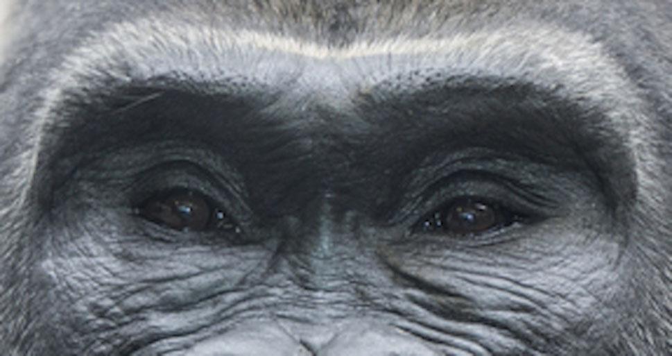 This gives an intense light concentration in their eye fissure with a unique hypnotizing effect Fig. 9 Hollowness around the eyes of primates hampers the light reflection in their eye fissure.