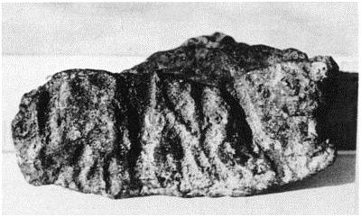 10 Impression of a cylinder seal on clay from Jemdet Nasr. This presumably shows a group of animals. Figure 6.