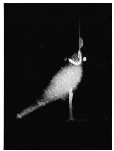 BULLETIN OF THE MUSEUM OF FINE ARTS LII, 85 Fig. 3. X-ray photograph of hawk, showing gold Fig. 4.