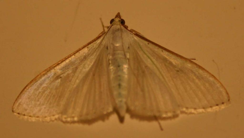 Review of 2006 Moth species trapped or seen in 2006 Jan Feb Mar Apr May Jun Jul Aug Sep Oct Nov Dec Total Macros 0 0 0 11 35 70 118 21 44 28 1 0 189 Pyralids 0 0 0 1 3 8 20 3 3 3 0 0 27 Pyralids A