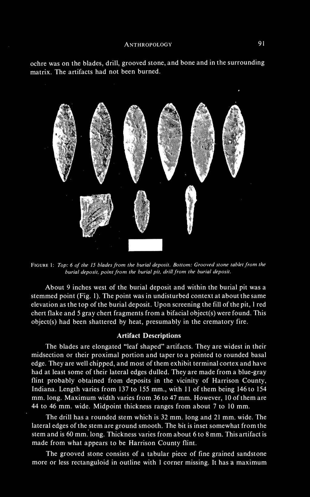 Artifact Descriptions The blades are elongated "leaf shaped" artifacts. They are widest in their midsection or their proximal portion and taper to a pointed to rounded basal edge.