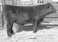 REN NIGHT TIME S Hart Limited 0018 SAF LTD 0018 Hart Miss Fame 0 Reynoldson Traveler Triple T Outlaw Reynoldson Heart Throb S is a very deep sided herd sire prospect. M -0.9 9 8 M. 18-1.