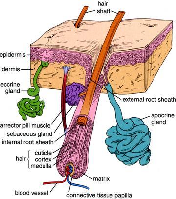 Transepidermal route whereby the molecule transports transcellular (through the cells) or intercellular (lipid