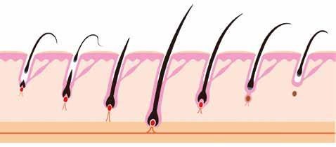 The normal cycle for hair The hair cycle is made of three phases: Anagen phase during which the hair is growing (± 3 years), Catagen phase also called the transition phase (± 3 weeks), Telogen phase