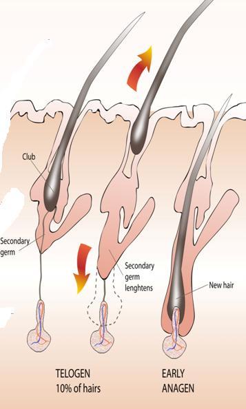 TELOGEN Final stage of growth that follows on from Catagen Is also known as the resting phase Follicle is inactive until stimulated to move into anagen and start