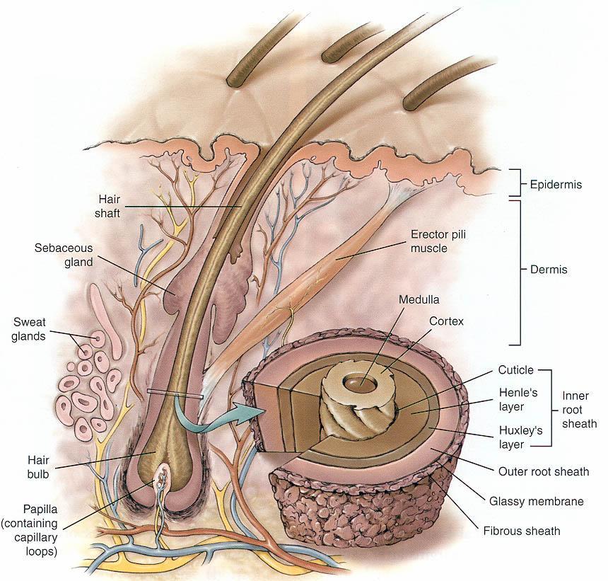 ANATOMY OF HAIR SHAFT Surrounded by an outer and inner sheath Shaft