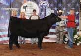 Jezebel is out of Sheza Beauty U823, a full sib to the great Steel Force bull and Uprising bull that has made his mark on the breed this past year siring the record high selling bull in Denver WS