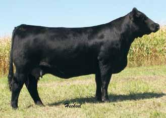 86 113 65 Heads Up 20X ET LLSF Uprising Z925 LLSF Untouchable U925 CNS Dream On L186 HSF/HS Sheza Beauty U823 SVF Sheza Beauty L901 HSF Mariah B403 Full Sister to Lot 4 Here is undoubtedly one of the