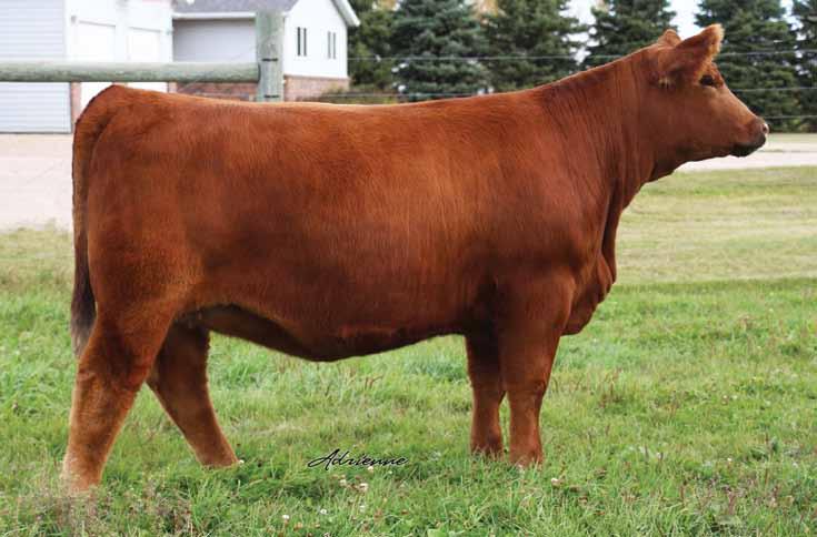 View sale live and bid online at: Reference DONOR Sweet Gem Family 8 HS Sweet Infinity B38R Red Polled Purebred ~ ASA#2868475 BD: 3/8/14 ~ Tattoo: B38R ~ Adj. BW: 83 ET 10.9 62 89 11 14 45 25 8.