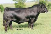 Her mating to our heterozygous black herd sire Executive Order makes this package even more special.
