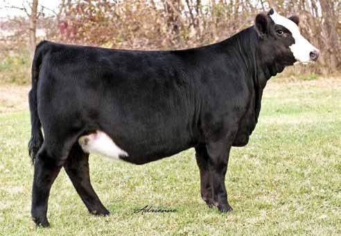 Neon Rey Family Reference DONOR 13 HS Neon Class C95S Black Baldy Dbl. Polled 5/8 SM 3/8 AN ~ ASA#3011845 BD: 3/5/15 ~ Tattoo: C95S ~ Adj. BW: 96 ET 10.1 67 113 9 18 52 * 9.9 ABSOLUTE BELLY DRAGGER!