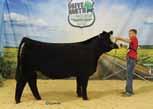 NLC Upgrade U8676 AJE Miss Gracie Y7 AJE Gabby R7 25.4 -.39.12 -.070.85 117 66 Working Grace is Gracie s natural calf by Work Force and is easily one of our favorite purebred bred heifers this fall.