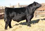 Sneak A Peek is a young donor we own in partnership with Paul Krueger, MN. Her first natural calf was a member of our 2015 Denver champion Pen of 3 Bulls and a favorite of the judges.
