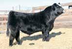 Four individuals out of this mating were shown in Louisville with all of them claiming part of their division then they went on to top Jewels and Denver sale.