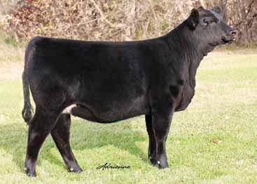 79 130 67 Call us crazy for letting this one go but that s what a production sale is all about. Out of the now deceased Wide Track, this is a whale of a bred heifer.