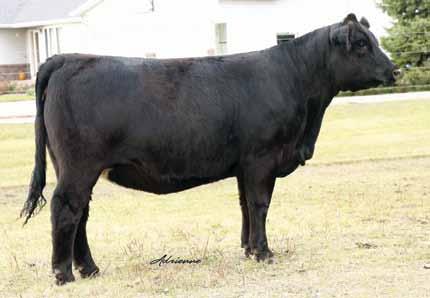 of. It s no secret that the Pearl daughters make phenomenal cows. Her mating to High Regard put some style into this one. Wait until you see the rib shape and dimension in her.