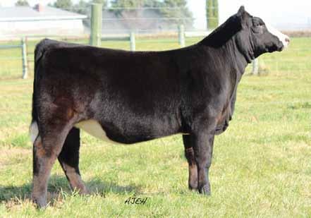 Shake it Girl is the natural heifer of Lilly and sired by the now deceased Wide Track.