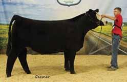 Simmental Breeders Sweepstakes Reserve Overall Percentage Female
