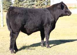 His sire, Upshot, is a big time EPD Angus sire that is also known for producing calves with some look and style.