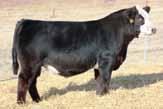 Jewels of the Northland ~ Herd Sire References W/C Executive Order 8543B ASA#2900283 3/4 SM 1/4 AN BD: 2/10/15 W/C United 956Y x Miss Werning KP 8543U ----- : 13 -.7 83 133 8 22 63 * 10.1 Carcass: 47.