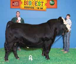 2105 Champion Indiana State Fair; Champion Heifer