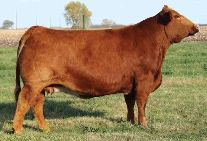 have ever been and here is a proven one that just happens to be a full sib to the influential stud bull SVF Steel Force. The best term to use when describing Beautiful Dream is consistent.