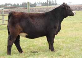 Each year Beautiful Dream s offspring command top dollars at sales including T221Z Snazzy selling for $17,000 and Z005P Special Dream selling for $9,750 in past Jewels of the Northland sales.