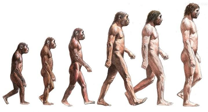 Human Evolution From animal