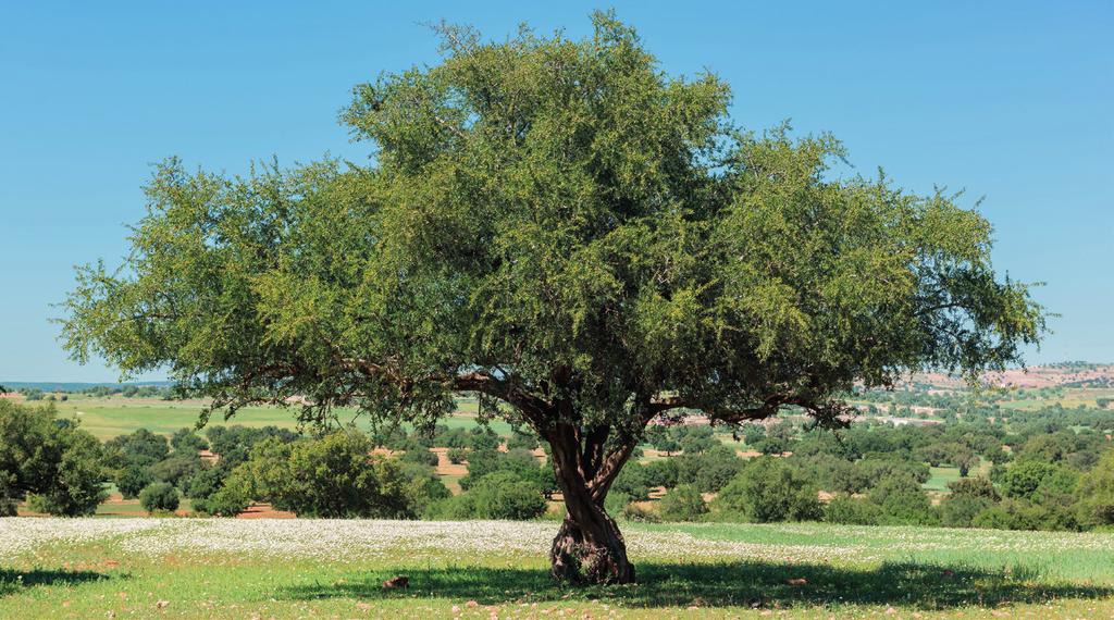 ARGAN OIL Argania spinosa, also known as Morocco Ironwood, is a shrubby, quite thorny evergreen