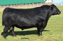 The dam of this cow was a member of a flush that sold in an earlier Southeast Classic for an $8,000 average as 12 month old calves.