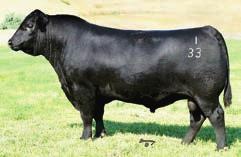 4 AAF Princess 449 Birth Date: 9-27-2013 Cow 17851711 Tattoo: 449 *Connealy Product 568 Pride Fine of Conanga 566 Connealy Final Product +56.