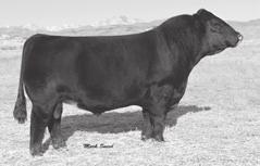 Southern Ladies - Simmental, Sim Angus 58 FB Cally 144X Birth Date: 2-22-2010 Cow 2555481 Tattoo: 144X FB Prime Cut 456L TE McCredie G8 Flying B Cut Above Morees Playtime D171 2341498 Dillons Ms