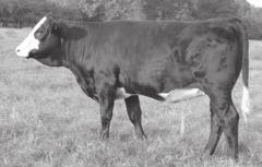62 Southern Ladies - Simmental, Sim Angus Ishee MS Baldy 213Z Birth Date: 2-12-2012 Cow Reg.No.Pdg.