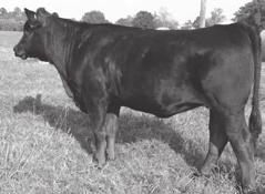 Here is an opportunity to make the sought after Baldys, sired by Mr Ishee Baldy Fixer who was a very high marbling bull on our bull test who sold to an Angus breeder.