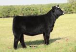 EXT daughters anywhere. 7L is offering a sample of these great genetics in two completely different packages.