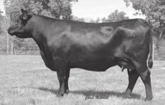 Downey Ranch Complete Dispersal 90 Monarch Blackbird Y215 Birth Date: 10-19-2011 Cow +17080518 Tattoo: Y215 #B/R New Design 036 #VDAR New Trend 315 GAR Predestined B/R Blackcap Empress 76 #13395344