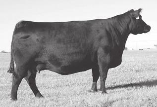 63 The dam of this heifer was the powerful Lot 2 in the 2007 7L Farms Built to Last Sale where she sold for one half interest for $90,000 for a $180,000 valuation.