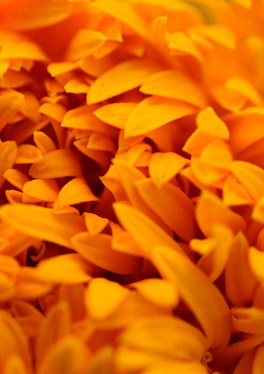 Marigold Helps reduce inflammation and