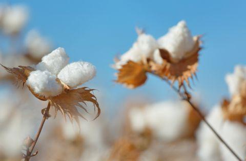 According to an article in the Wall Street Journal "The Cotton Egypt Association, which licenses the trademark and certifies suppliers, estimates that 90% of products labeled Egyptian cotton are