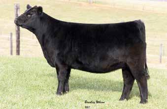 Kentucky Angus Sweepstakes, March 2 & 3, 2018 38 Voyager Queen 997 - Lot 38 Dameron First Impression +*16761727 Dameron Northern Miss 3114 Voyager Queen 4107 15759982 VOYAGER QUEEN 997 Birth Date: