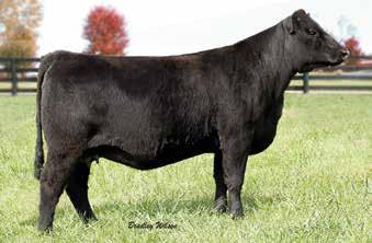 Sweepstakes Pen Entries: Lots 46-50 46 CHF 1425 Forever Lady 1608 - Lot 46 Black Gold Rita R346 - Lot 48 CHF 1425 FOREVER LADY 1608 Birth Date: 1-1-2016 Cow *18565808 Tattoo: 1608 Owned by: Cardinal
