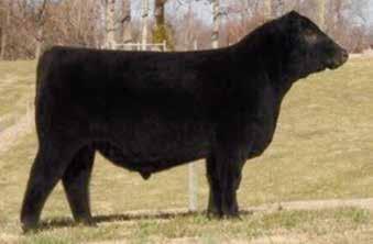 51 LEGACY BLACK LOCH 185E [ OHP ] Birth Date: 3-19-2017 Bull 18955194 Tattoo: 185E Owned by: Legacy Farms, Hardyville, KY Musgrave Black Loch Musgrave Black Loch 1519 *Musgrave Foundation [RDF] MCATL