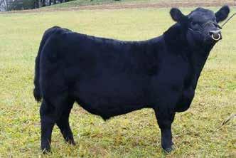 Kentucky Angus Sweepstakes: 62 years & going strong WBA Bismarck 747 - Lot 54 Taf Recharge 1613 - Lot 57 54 WBA BISMARCK 747 Birth Date: 1-5-2017 Bull 18758047 Tattoo: 747 Owned by: Fouts & Fouts