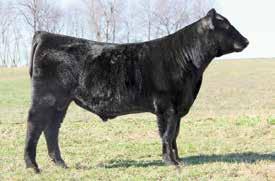 Heritage 0129 Insight 679 - Lot 58 59 Boyd Abigale 3306 +*17545386 FCG DISTILLERY 6100 ET Birth Date: 9-11-2016 Bull +*18957948 Tattoo: 6100 Owned by Ben Crites, Mayslick, KY +*EXAR Classen 1422B
