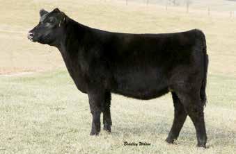 22 GAR Prophet +*16295688 SFA Forever Lady 5117 - Lot 22 Bells Pride 1711 - Lot 24 SFA FOREVER LADY 5117 Birth Date: 4-2-2017 Cow 18935298 Tattoo: 5117 Owned by: Elle Marksbury, Buffalo, KY #CRA